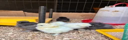 Chickens poultry for sale: Pure bred silkies white/black and colours  - Advert 3