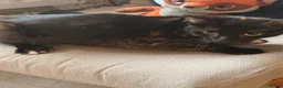Mixed Breed cats for sale: tortious shell female cat  - Advert 2
