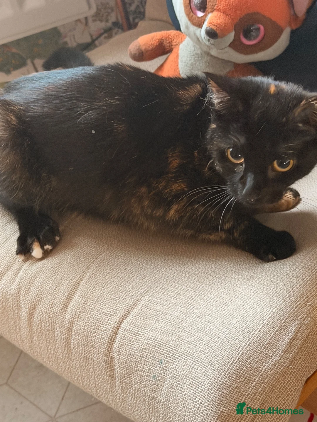 Mixed Breed cats for sale: tortious shell female cat  - Advert 2