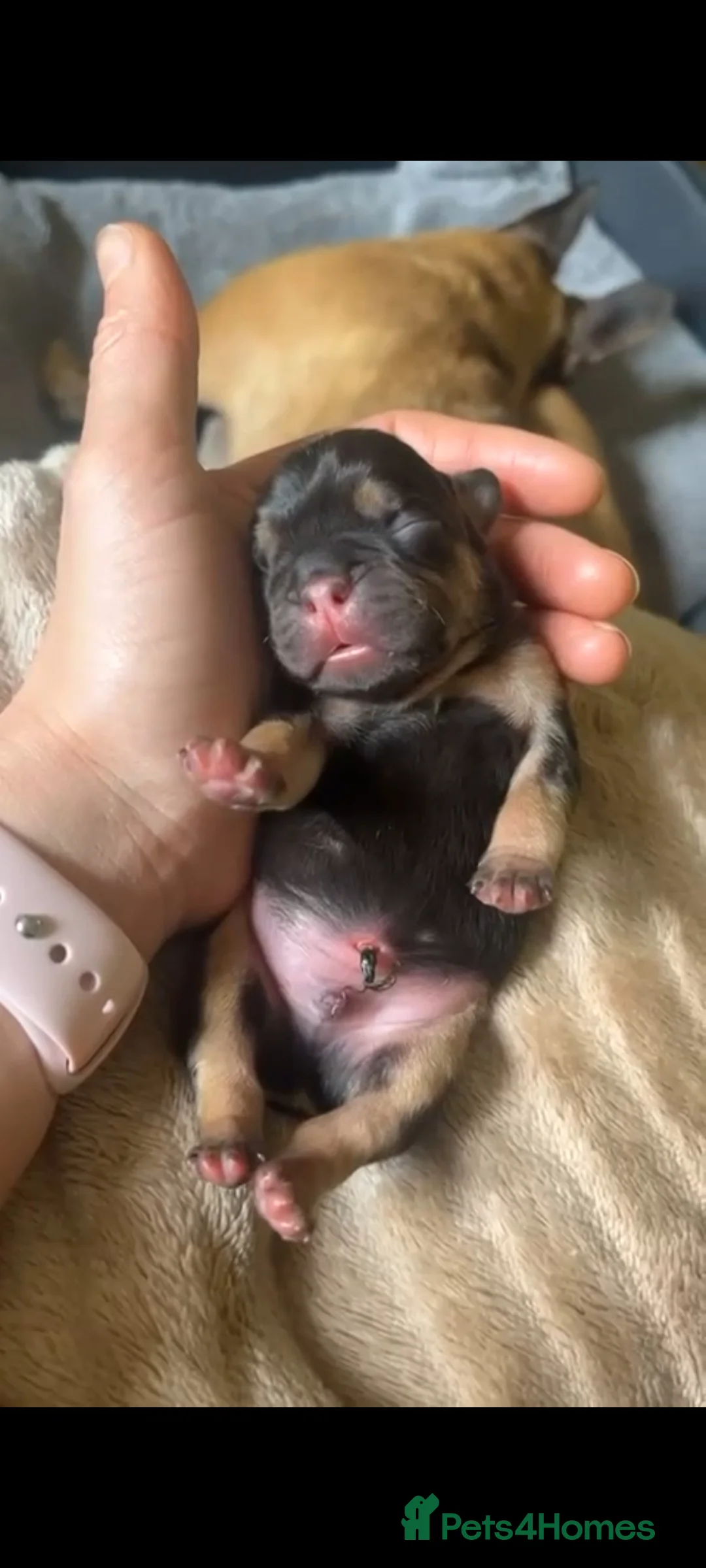 French Bulldog dogs for stud: 🔥 PLATINUM LILAC & TAN FLUFFY - WELL PROVEN- KC   in Blackpool - Advert 22