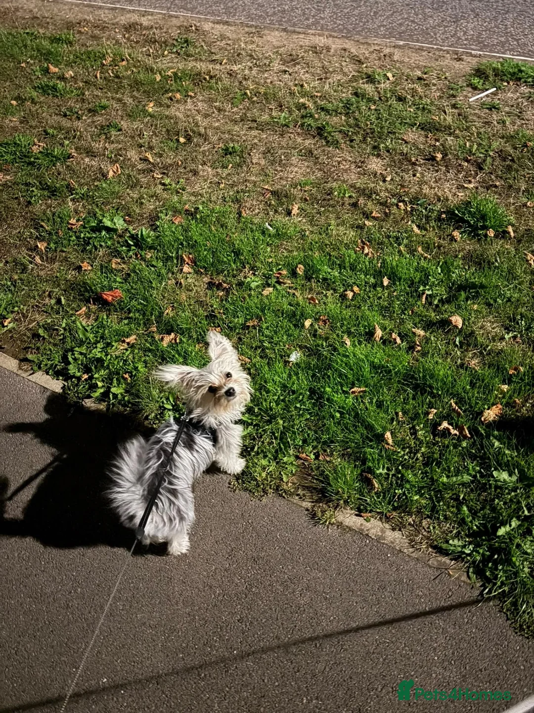 Morkie dogs for sale: 8 Month old Morkie Bobby in Watford - Advert 2