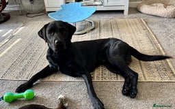 Labrador Retriever dogs for stud: Pedigree Labrador stud - Image 6