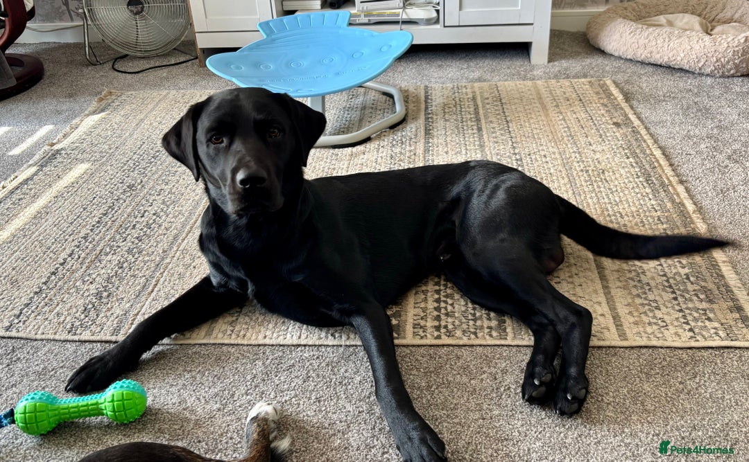 Labrador Retriever dogs for stud: Pedigree Labrador stud - Image 6