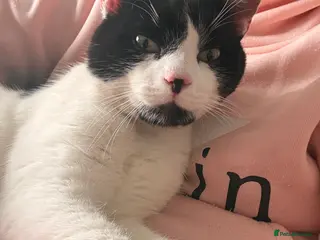 Mixed Breed cats Mixed breed male cats for sale. - Advert 1