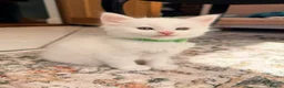 Maine Coon cats for sale: WHITE MAINE COON KITTENS - Advert 8