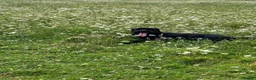Giant Schnauzer dogs for sale: Eden. 14 months Giant Schnauzer bitch  in Colchester - Advert 4
