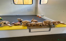 Golden Retriever dogs for sale: Golden retriever puppies for sale  - Image 28
