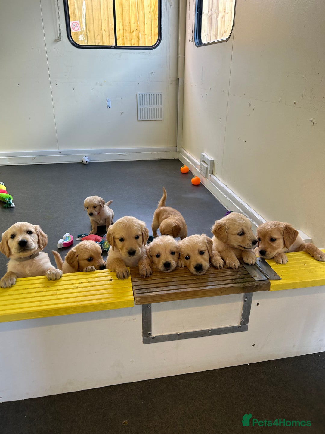 Golden Retriever dogs for sale: Golden retriever puppies for sale  - Image 28