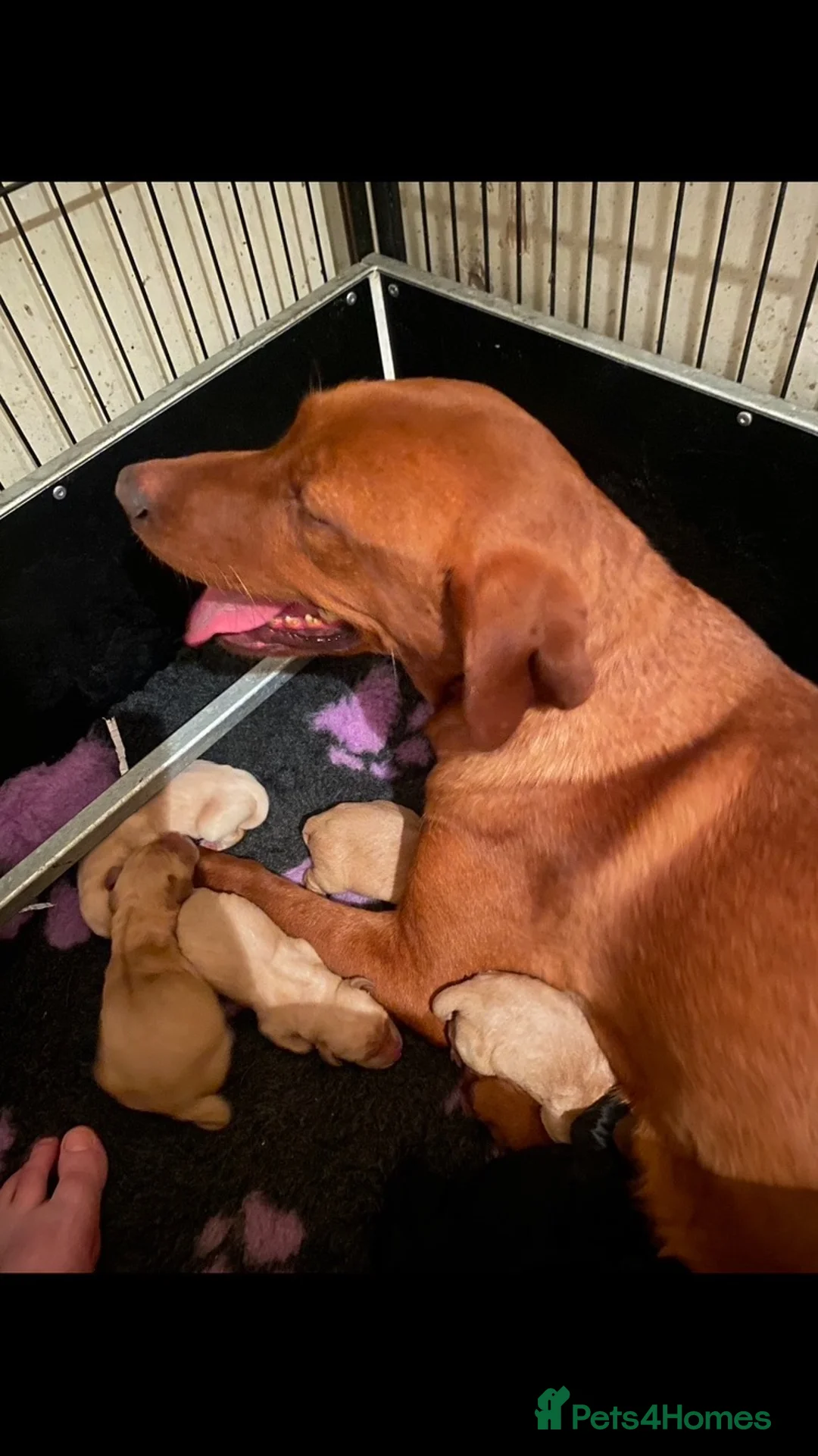 Labrador Retriever dogs for sale: Fox Red working labs  - Advert 2