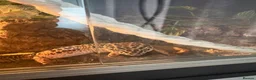 Leopard Gecko reptiles for sale: Male leopard gecko - Advert 4