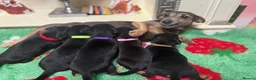 Jack Russell dogs for sale: Jack Russell’s - Advert 13
