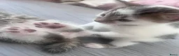 Mixed Breed cats for sale: 4 lovely kittens waiting for their forever home’s - Advert 7