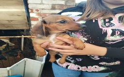 Mixed Breed dogs for sale: pups for sale - Image 3