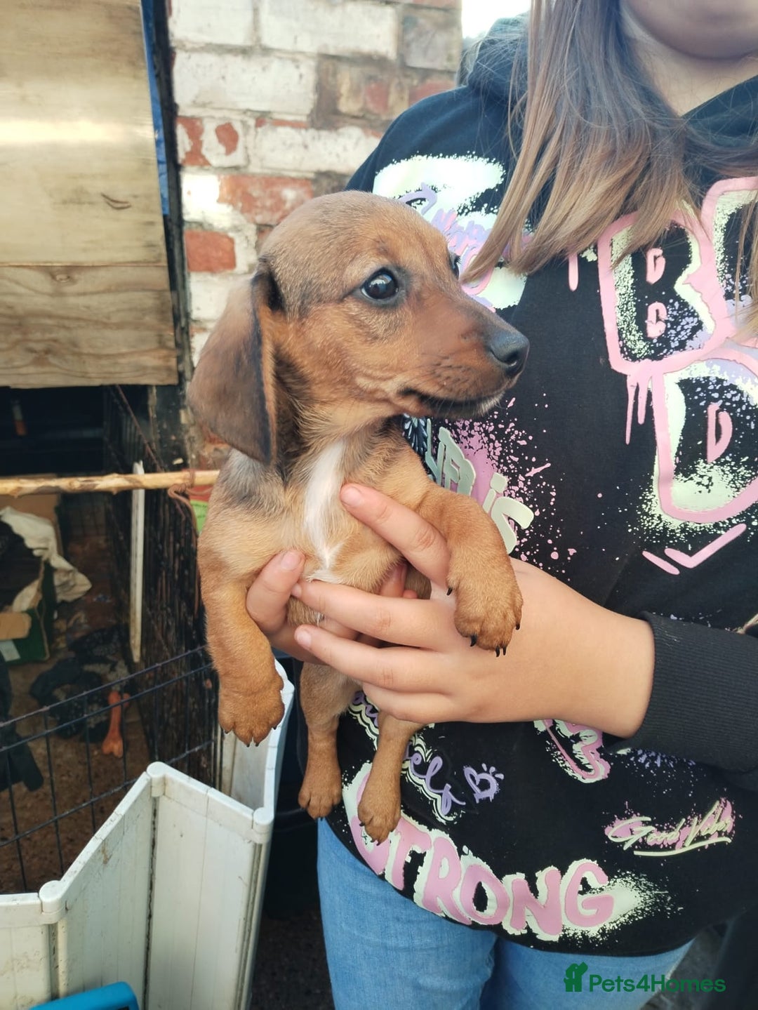Mixed Breed dogs for sale: pups for sale - Image 3