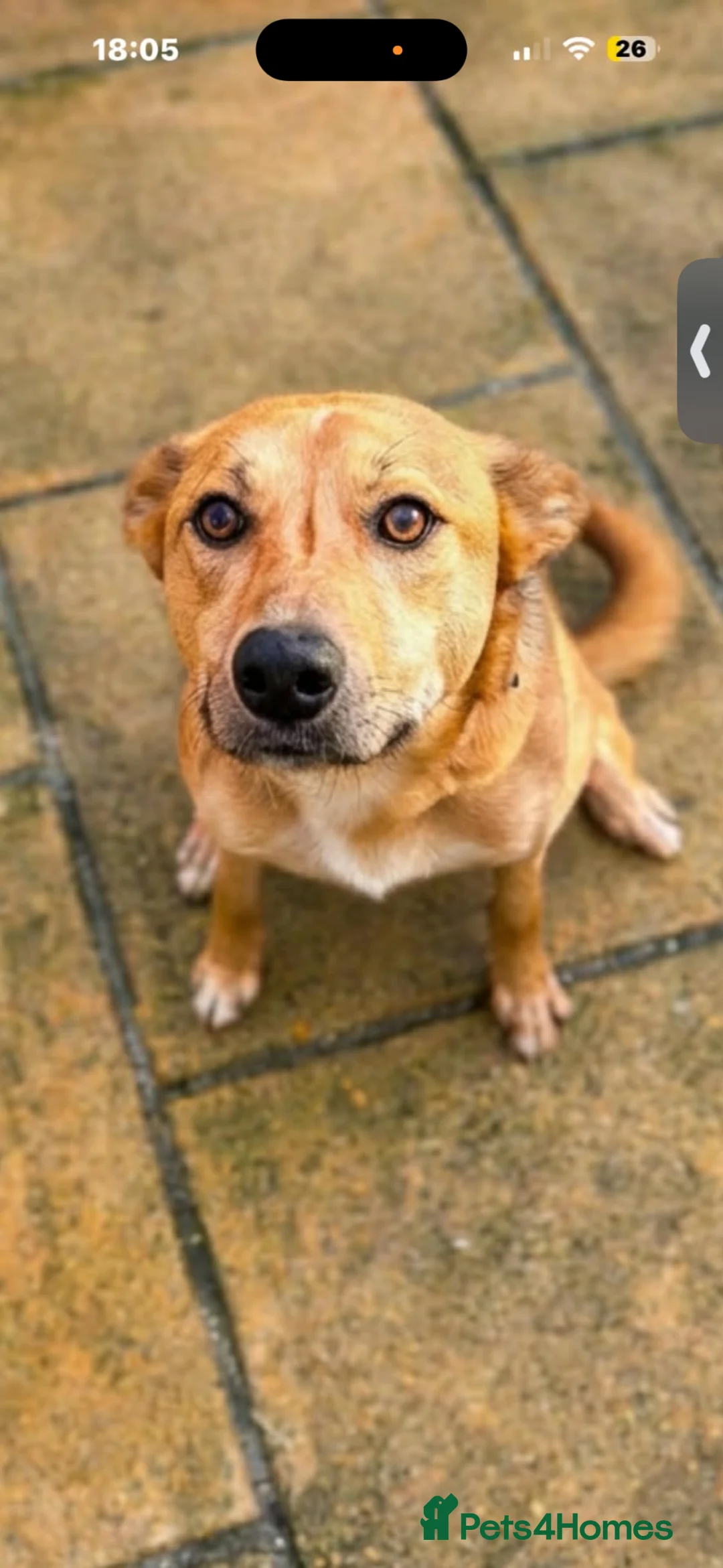 Mixed Breed dogs for sale: 9 amazing puppy’s 😍🩵💜 - Advert 1