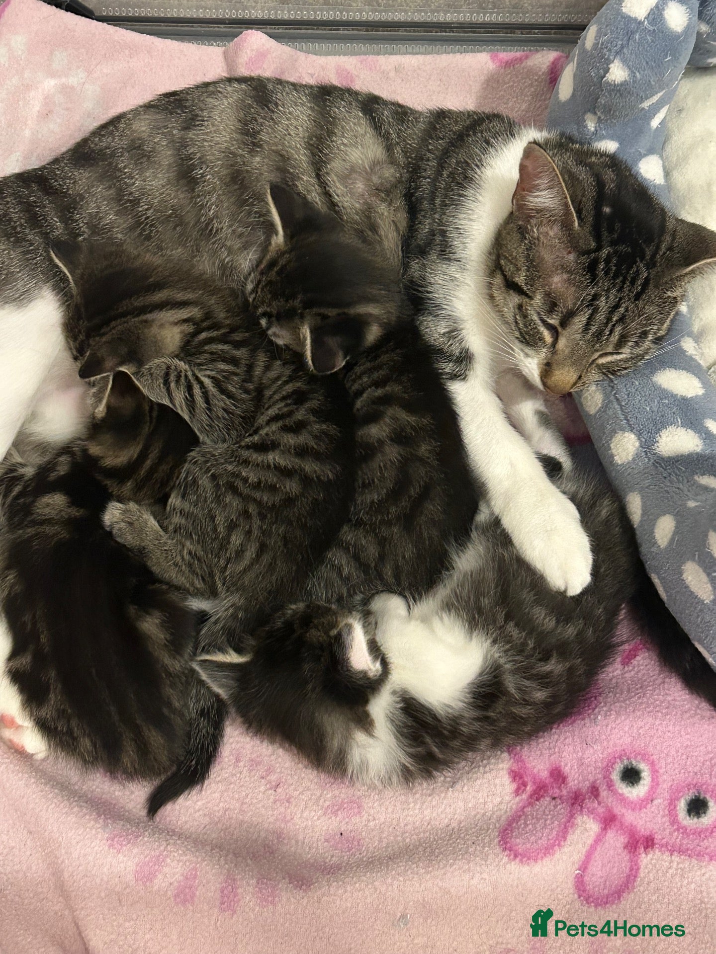 Domestic Shorthair cats Beautiful Tabby kittens for sale - Advert 4