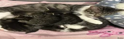 Domestic Shorthair cats for sale: Beautiful Tabby kittens for sale - Advert 1