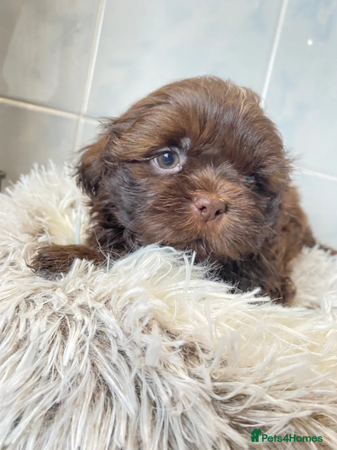 Shih Tzu dogs for sale: 💙3 shihtzu boys available now💙 - Advert 6