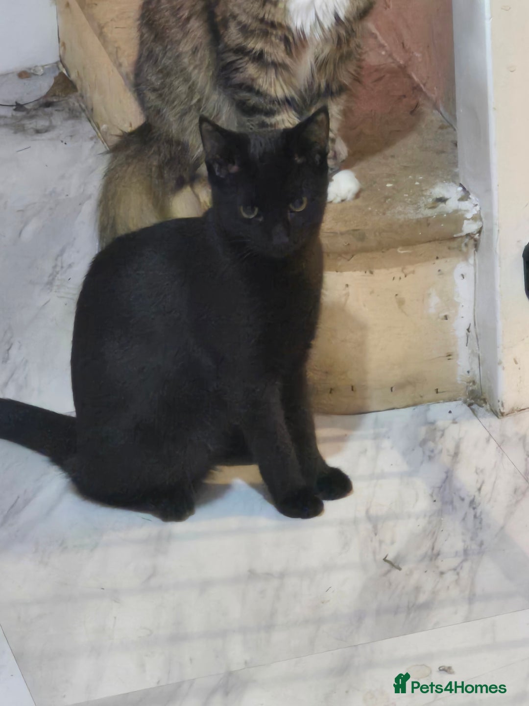 Mixed Breed cats for sale: Cats for rehoming - Advert 3