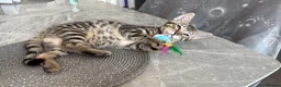 Savannah cats for sale: LAST BOY kitten left ! - Advert 5