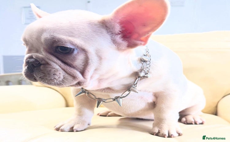 French Bulldog dogs - Advert 3