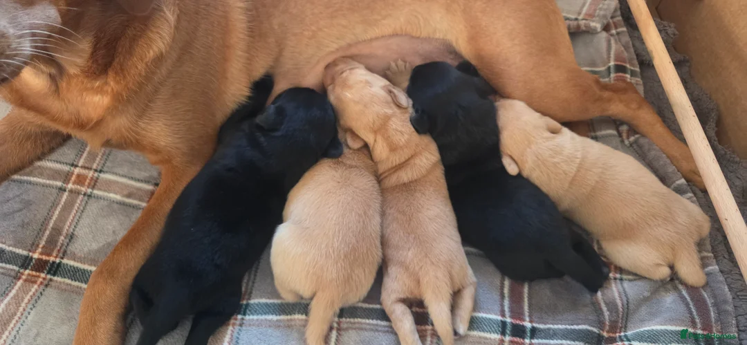 Labrador Retriever dogs for sale: 5 lab babies for sale in Market Rasen - Advert 2