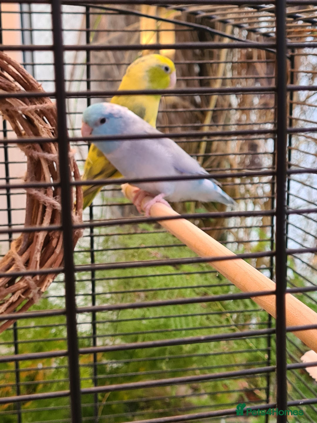 Parrots birds for sale: Celestial Parrotlets  - Advert 4