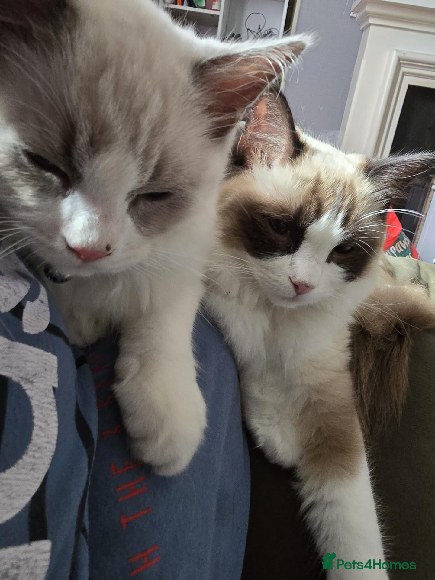 Ragdoll cats 2 lovable ragdolls - Advert 2