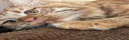 Maine Coon cats for sale: Ginger 3/4 Maine Coon and Khao Manee - Theodore  - Advert 3