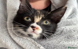 Domestic Shorthair cats for adoption: -Adopt from Cats in Crisis East London  - Image 22