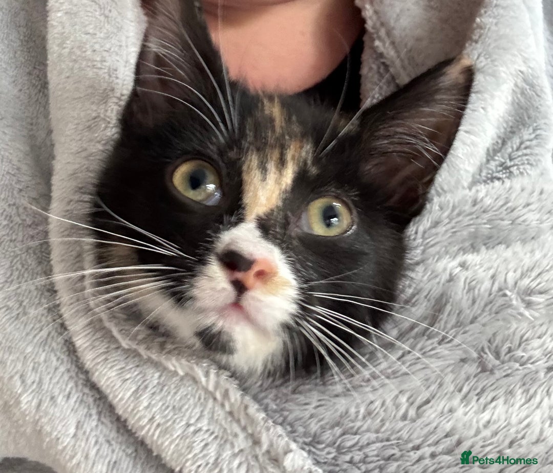 Domestic Shorthair cats for adoption: -Adopt from Cats in Crisis East London  - Image 22