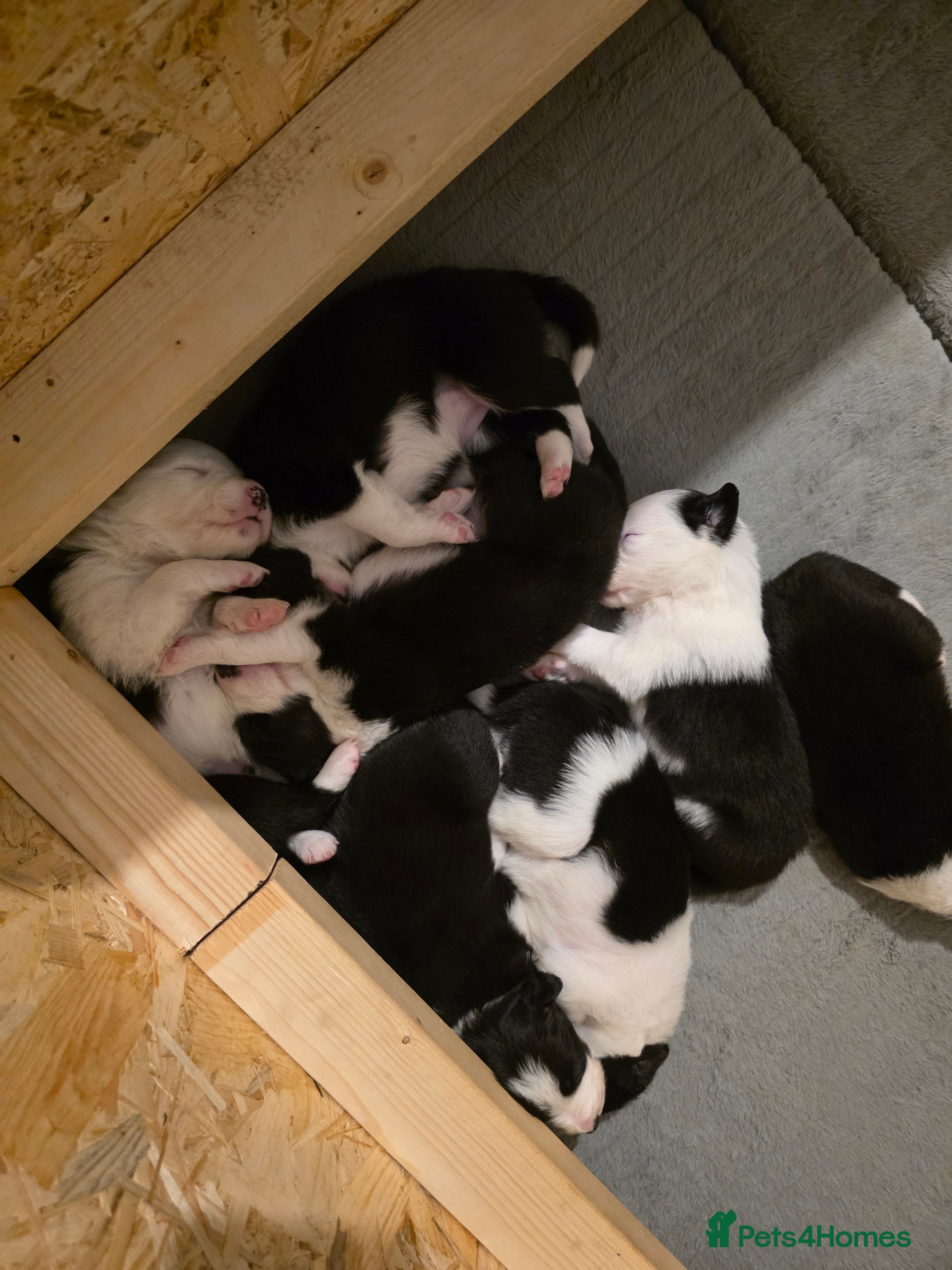 Bearded Collie dogs Border collie pups  - Advert 5