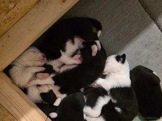 Bearded Collie dogs Border collie pups - Advert 5