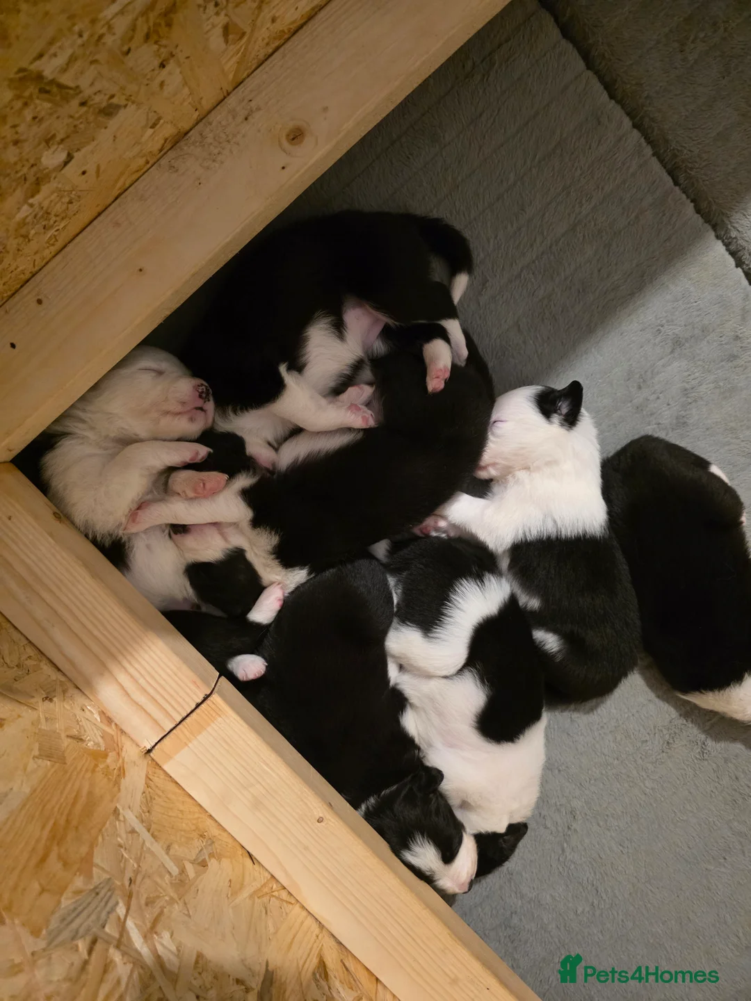 Border Collie dogs for sale: Border collie pups  - Advert 17