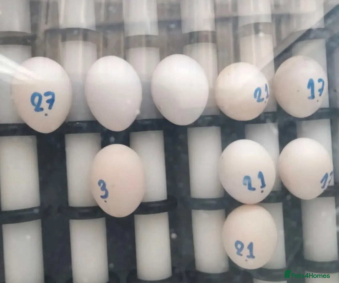 Parrots birds for sale: Tamed African Grey Parrots Available For Sale - Image 12