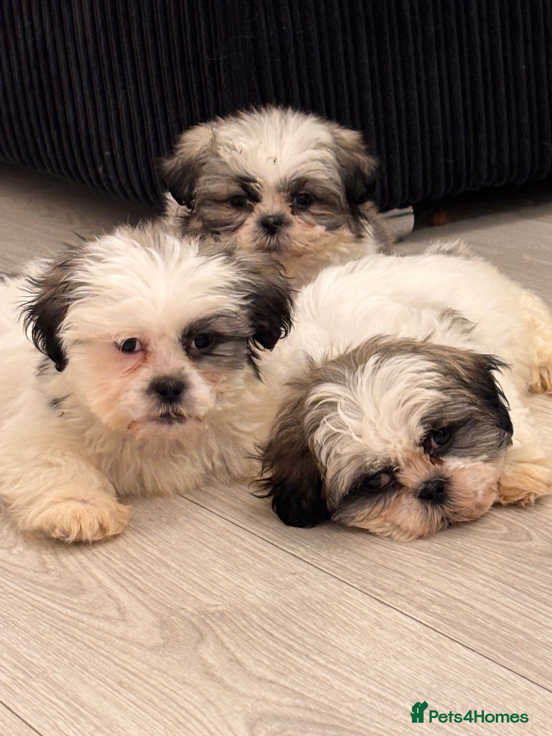 Shih Tzu dogs for sale: 4 beautiful shih tzu - Advert 6