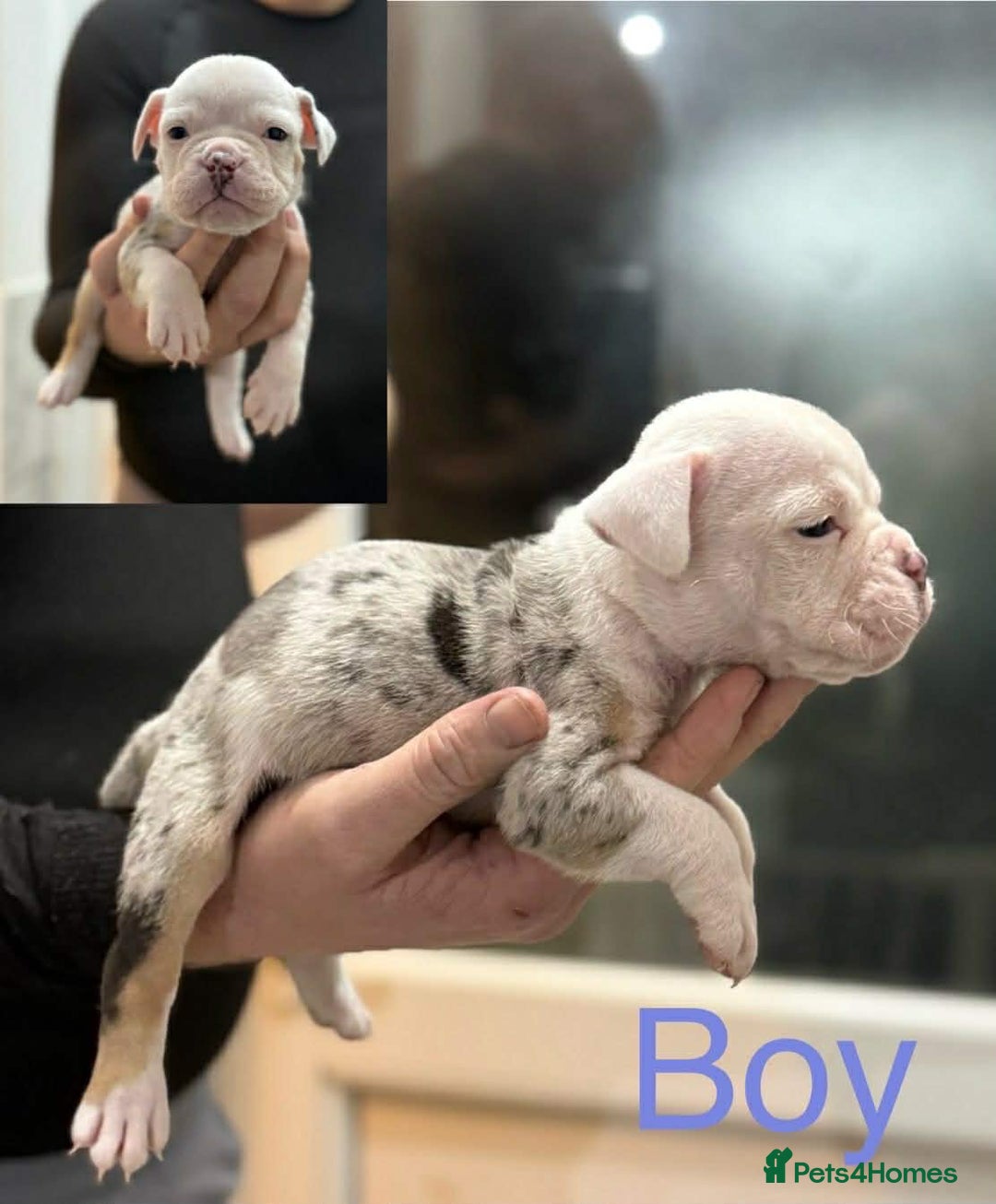 Dorset Olde Tyme Bulldogge dogs for sale: Olde English bulldog pups for sale - Advert 6