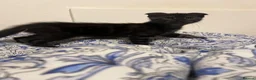 Mixed Breed cats for sale: Super friendly, playful kittens looking for a home in Ipswich - Advert 2