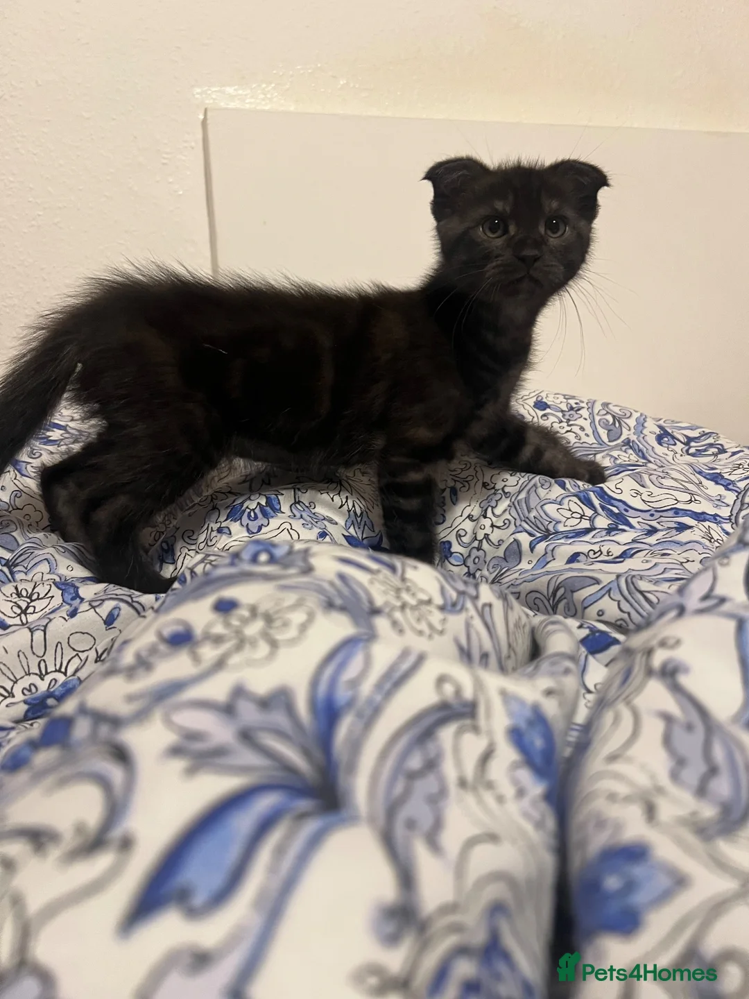 Mixed Breed cats for sale: Super friendly, playful kittens looking for a home in Ipswich - Advert 2