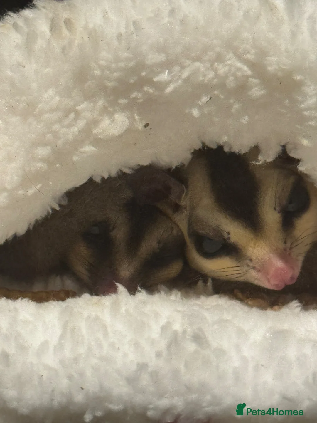 Sugar Glider rodents for sale: 4 sugar gliders for sale and 2 cages in London - Advert 2