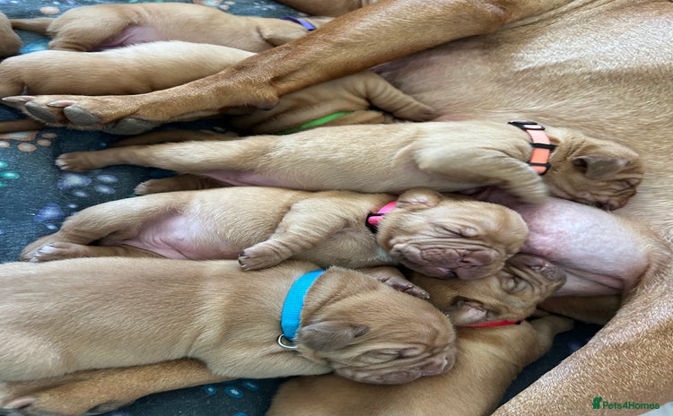 Dogue De Bordeaux dogs - Advert 1