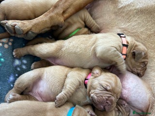 Dogue De Bordeaux dogs - Advert 3