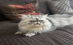 Persian cats for stud: Proven Persian Stud Shelby 💙 - Image 4