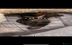 Miniature Dachshund dogs for sale: Rocky  - Image 7