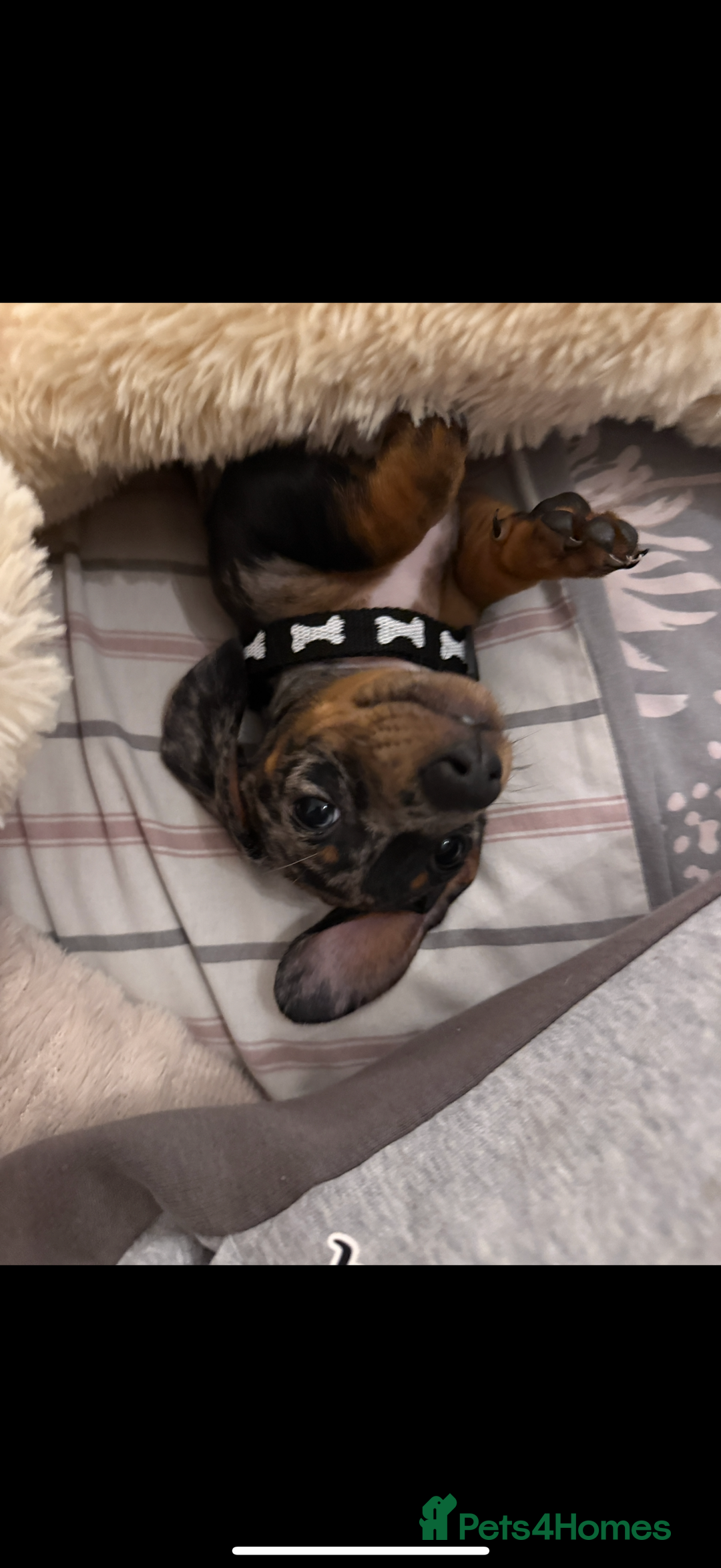 Miniature Dachshund dogs for sale: Rocky  - Image 7
