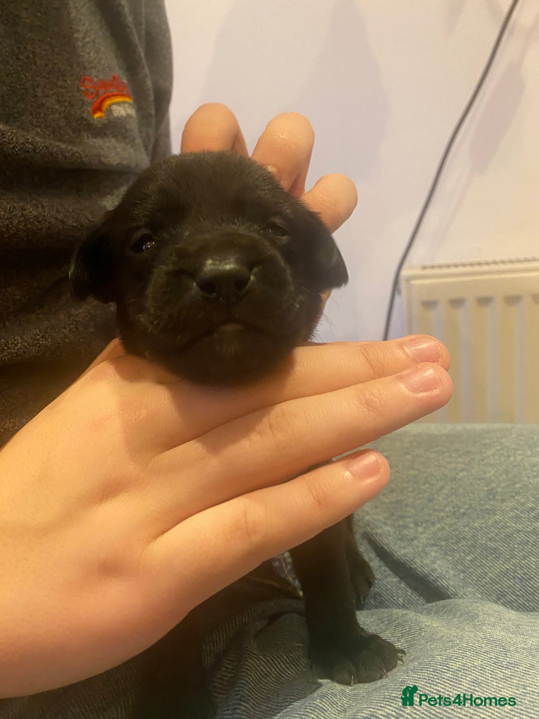 Labrador Retriever dogs for sale: KC registered Labrador puppies - Advert 16