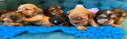 Cocker Spaniel dogs for sale: Outstanding show cocker spaniels - KC in Leicester - Advert 5
