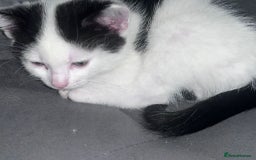 Mixed Breed cats for sale: Kittens  - Image 4