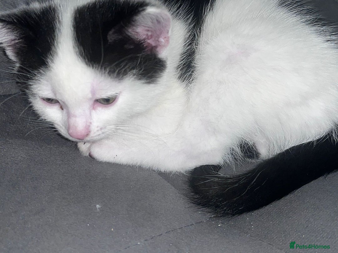 Mixed Breed cats for sale: Kittens  - Image 4
