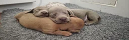 Miniature Dachshund dogs for sale: Pedigree Smooth Coat Miniature Dachshund - Advert 4